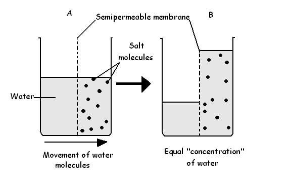 Figure 1. Process of osmosis.