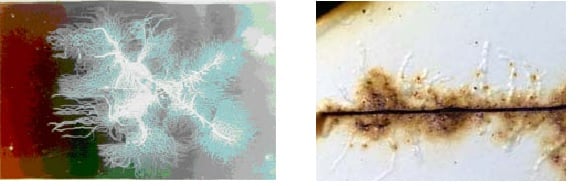 The filamentous nature of filiform corrosion (left). Filiform corrosion tunnels forming under a coating .