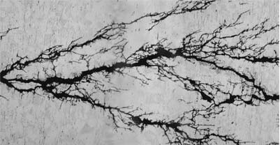 Figure 2. Microphotograph of stress corrosion cracking showing branching.